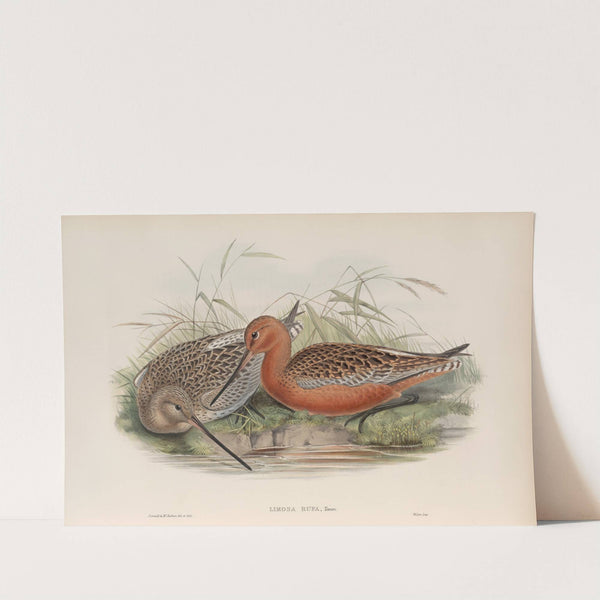 Limosa rufa. Bar-tailed Godwit. (1862-1873) by John Gould