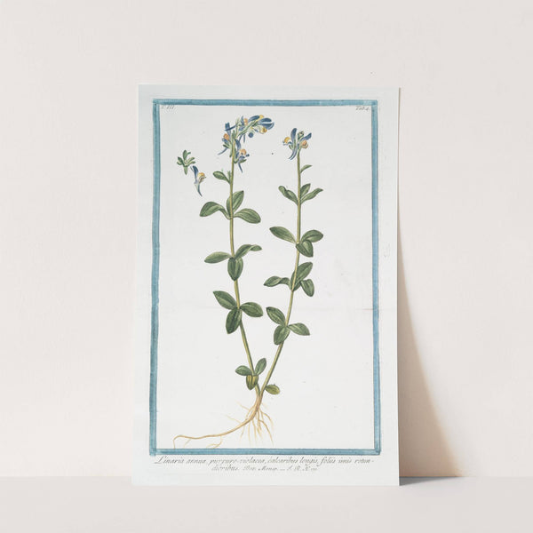 Linaria annua, purpuro-violacea, calcaribus longis, foliis imis rotundioribus. (Purple toadflax) by Giorgio Bonelli