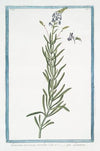 Linaria arvensis, cÃ¦rulea – Linaire. (Blue corn toadflax)