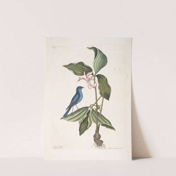 Linaria cærulea, The Blew Linnet; Solanum triphyllon, flore hexapetalo carneo. by Mark Catesby