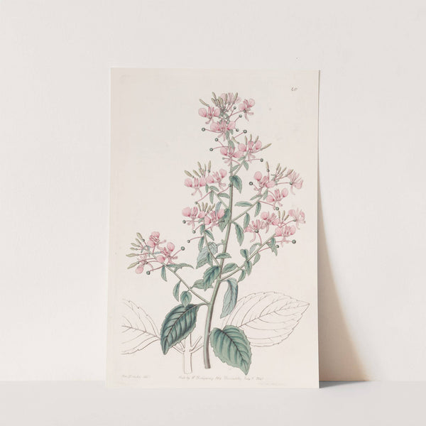 Line-leaved Lopezia by Sydenham Edwards