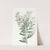 Linear-leaved Hakea by Sydenham Edwards