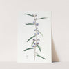 Linear-leaved Lanceolate Hovea by Sydenham Edwards