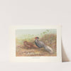 Lineated Lakeege (Gennaeus lineatus). (1918-1922) by George Edward Lodge