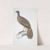 Lineated Peacock Pheasant, Polyplectron lineatum. by John Edward Gray