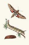 Lineated Sphinx