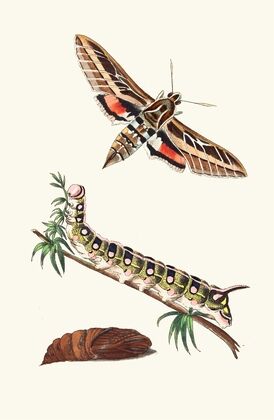 Lineated Sphinx