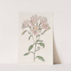 Lined Alstraemeria by Sydenham Edwards