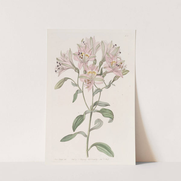 Lined Alstraemeria by Sydenham Edwards