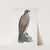 Lined Fishing Eagle, Haliætus lineatus. by John Edward Gray