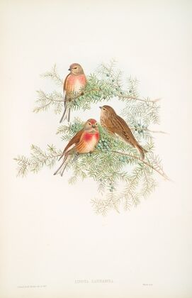 Linota cannabina. Linnet. (1862-1873)
