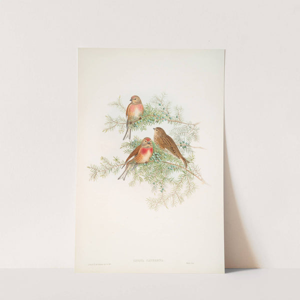 Linota cannabina. Linnet. (1862-1873) by John Gould