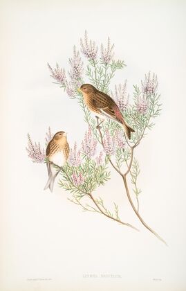 Linota montium. Twite, or Mountain-Linnet. (1862-1873)
