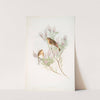 Linota montium. Twite, or Mountain-Linnet. (1862-1873) by John Gould
