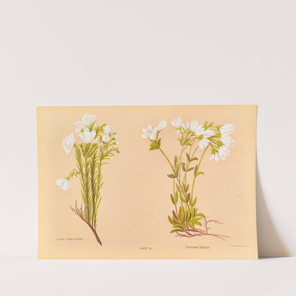 Linum Monogynum by Georgina Burne Hetley