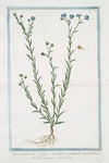 Linum perenne majus caeruleum capitulo maiore – Lino perenne – Le Lin. (blue flax; perennial flax)