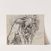 Lion by James Ensor
