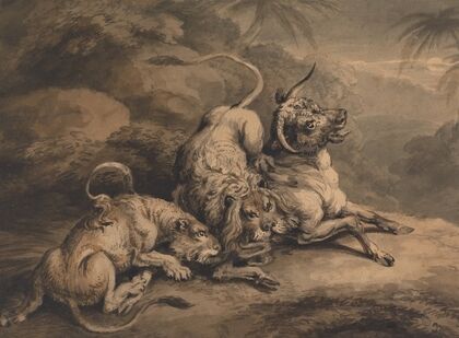 Lion and Lioness Attacking a Steer