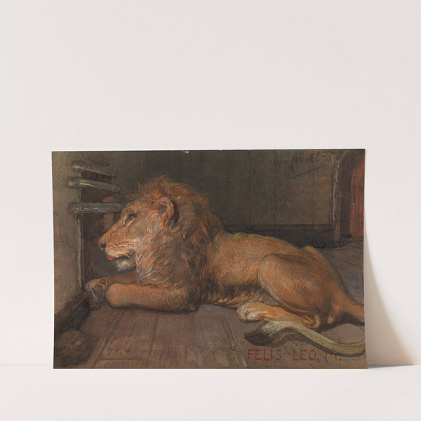 Lion in Artis, Amsterdam by August Allebé