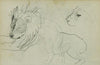 Lion studies