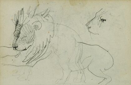Lion studies