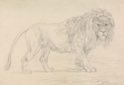 Lion Walking