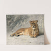 Lioness Resting by Jan van Essen