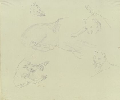 Lions and wolves