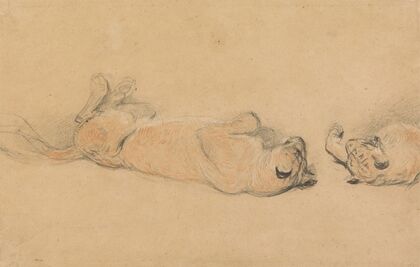Lions at Play