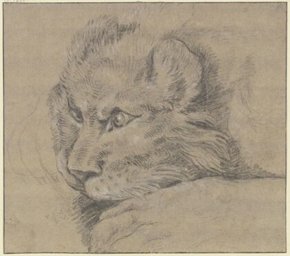 Lion’s head