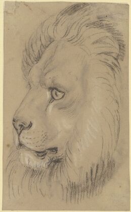 Lion’s head