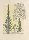 Lis blanc