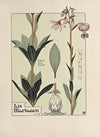 Lis Martagon