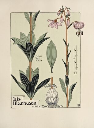 Lis Martagon