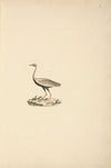 Lissotis hartlaubii (Hartlaub’s Bustard)