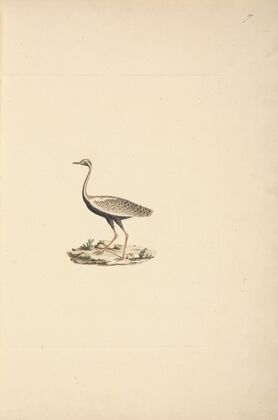 Lissotis hartlaubii (Hartlaub’s Bustard)