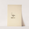 Lissotis hartlaubii (Hartlaub’s Bustard) by Luigi Balugani