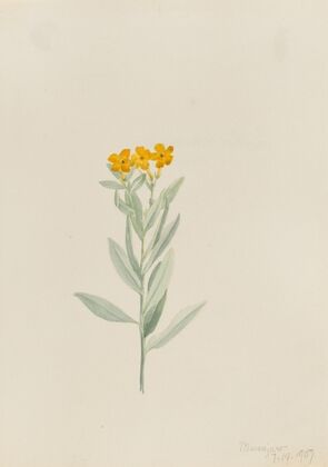 Lithospermum canescens (1907)