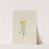 Lithospermum canescens (1907) by Mary Vaux Walcott