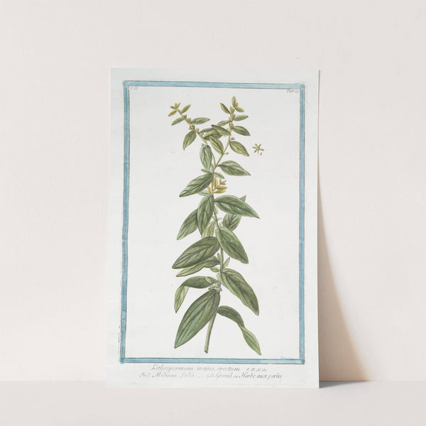 Lithospermum majus, erectum - Milium Solis - Gremil, ou Herbe aux perles. (Puccoon) by Giorgio Bonelli