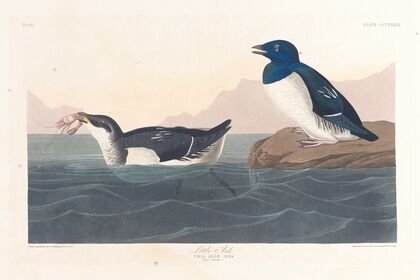Little auk