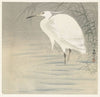Little egret.