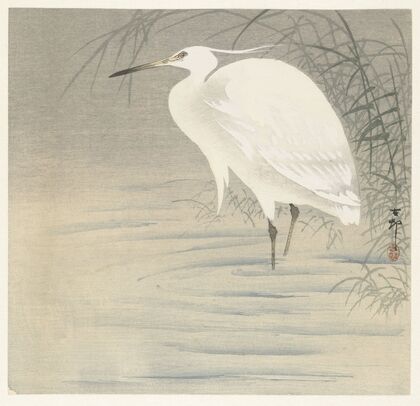 Little egret.