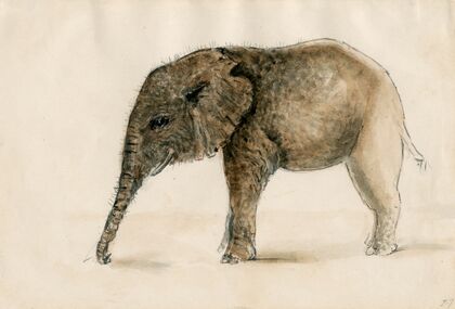 Little elephant