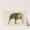 Little elephant by Floris Verster