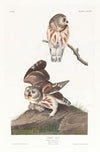 Little owl