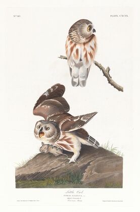 Little owl