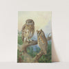 Little Owl And Scops Owl by Archibald Thorburn