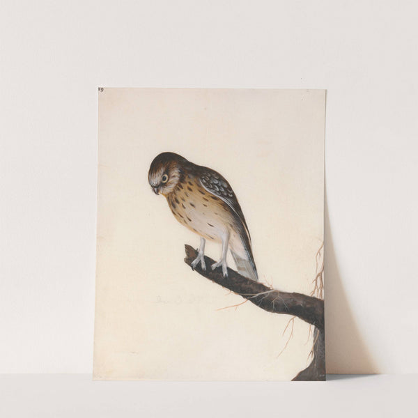 Little Owl by William Lewin