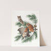 Little screech owl by John James Audubon